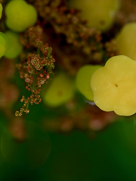 The Amla Glow-Up: Benefits of Amla for Hair & Skin You Didn’t Know You Needed