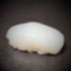 TINTENFISCH