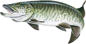 Musky