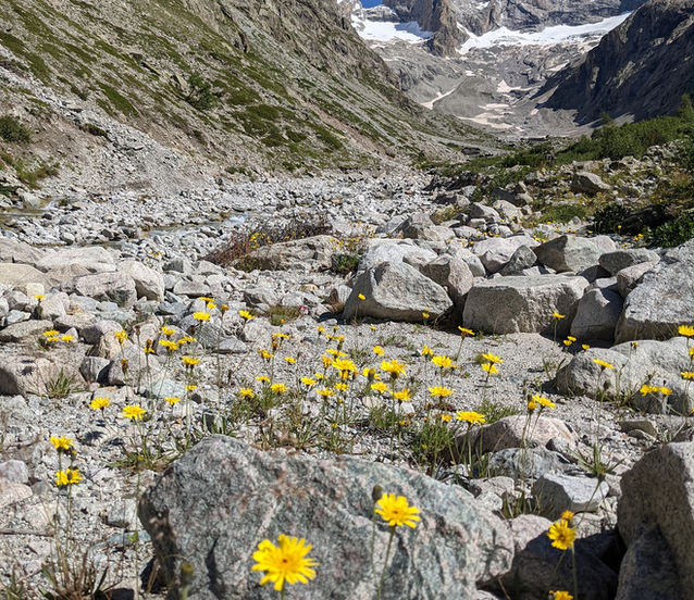 Meije Face Sud depuis Vallon des Etançons.jpeg
