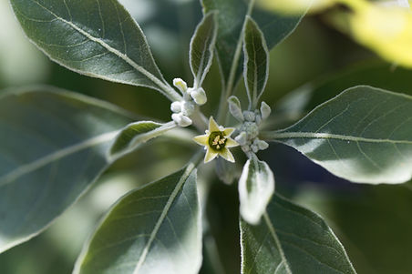 Ashwagandha.jpg