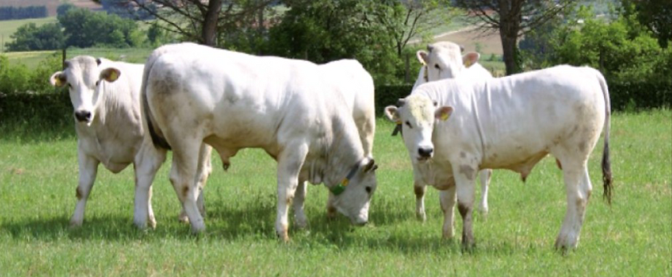 Chianina Rind Bild.png