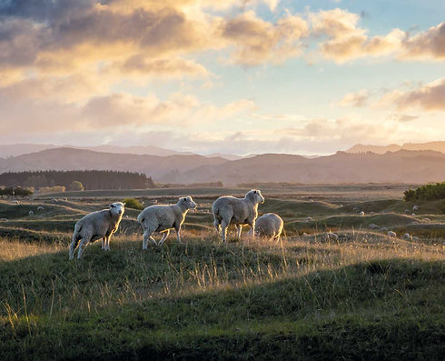 HS2375 Classic Worsted Flannel