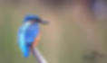 Kingfisher5.jpg