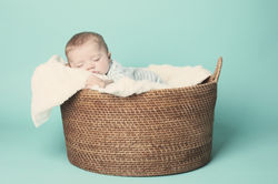 Henry in basket