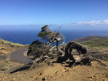 El Hierro Baum