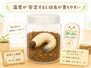 ヘラクレスオオカブトの育成で一番大切なのは温度管理