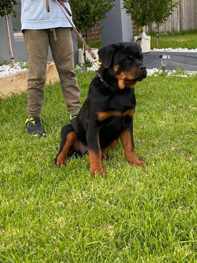 Jureweiler Rottweilers Gallery 34.jpeg