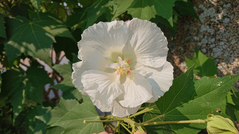 酔芙蓉①