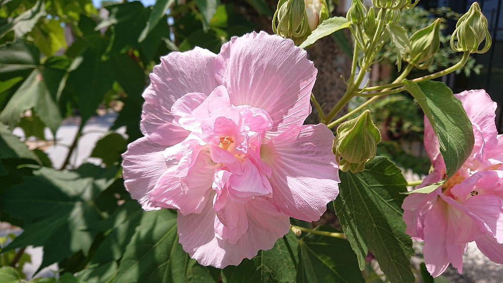酔芙蓉②