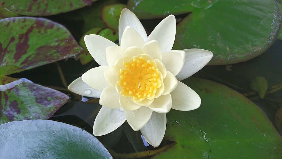 睡蓮