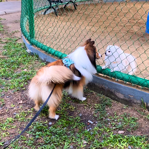 kohaku and woori.png