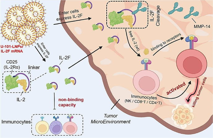 IL-2F mRNA.png