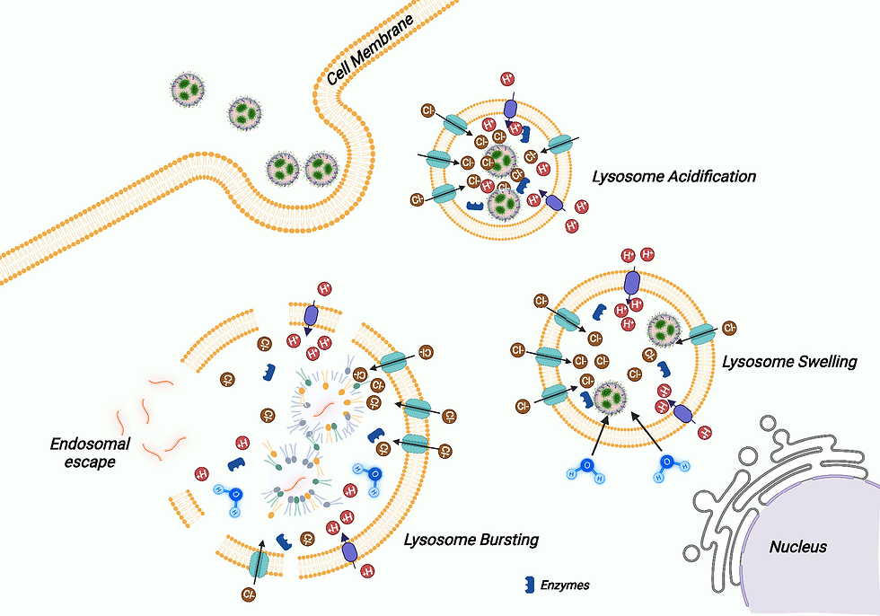 Fig 5. Endosomal escape of LNPs by the Proton Sponge Effect: Due to the buffering ability of ionizable lipids, there is a huge influx of protons by activation of the proton pump in endolysosomal compartments. To neutralize the membrane potential, an inflow of chloride ion is triggered creating an osmotic imbalance which is followed by water intake. This leads to endolysosomal compartment swelling and eventually burst, which releases the cargo. Image adapted from Proceedings of the National Academy of Sciences 121.11 (2024): e230780012.