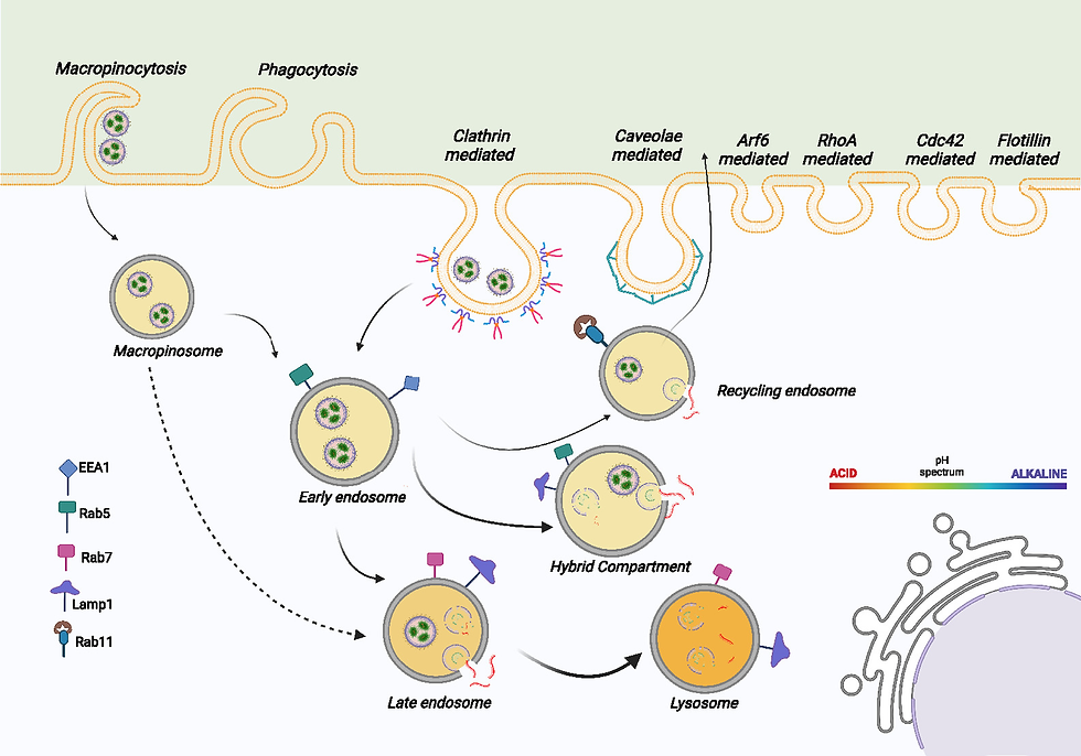 Fig 4. Cellular uptake of LNPs through macropinocytosis and clathrin mediated endocytosis. Image adapted from Proceedings of the National Academy of Sciences 121.11 (2024): e230780012.