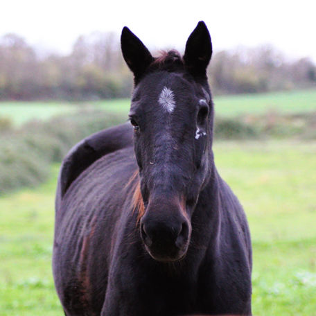 À la rencontre d'Aventure : la jument par qui tout a commencé, l'étincelle de notre sanctuaire 🌟🐴