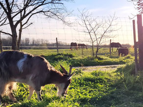 Dépenses à venir + cagnottes en cours
