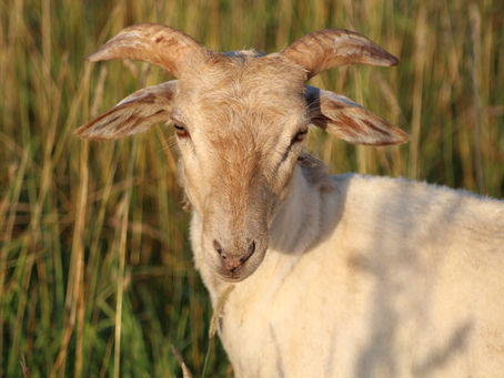 À la rencontre de Lili : notre petite brebis landaise en quête de douceur 🌾🐑