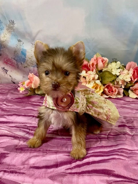 MINI MICRO CHOCOLATE YORKIE FEMALE