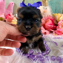 AKC Yorkshire Terrier female