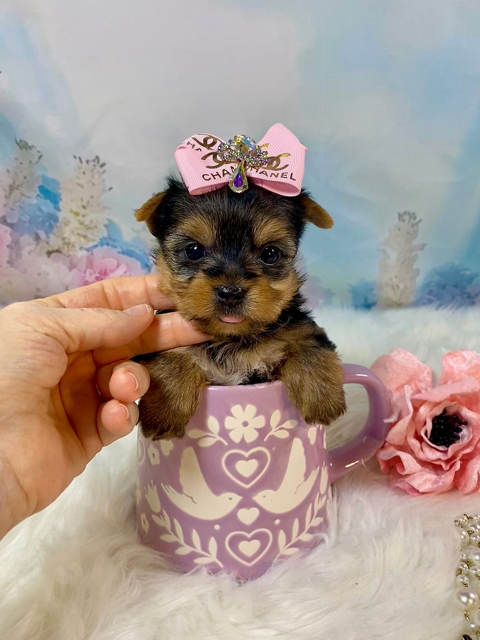 Teacup Yorkie Female