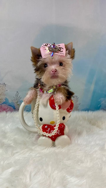MICRO_TEACUP YORKIE FEMALE CHOCOLATE PARTI MERLE