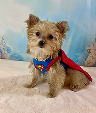 TEACUP BLONDE YORKIE MALE
