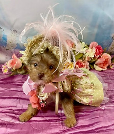 MINI MICRO CHOCOLATE YORKIE FEMALE