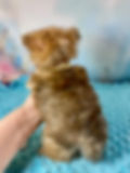 TEACUP GOLD SABLE MALE
