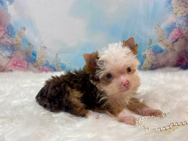 MICRO_TEACUP YORKIE FEMALE CHOCOLATE PARTI MERLE