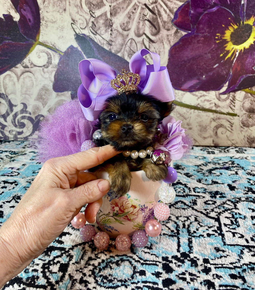 Micro Yorkie Female