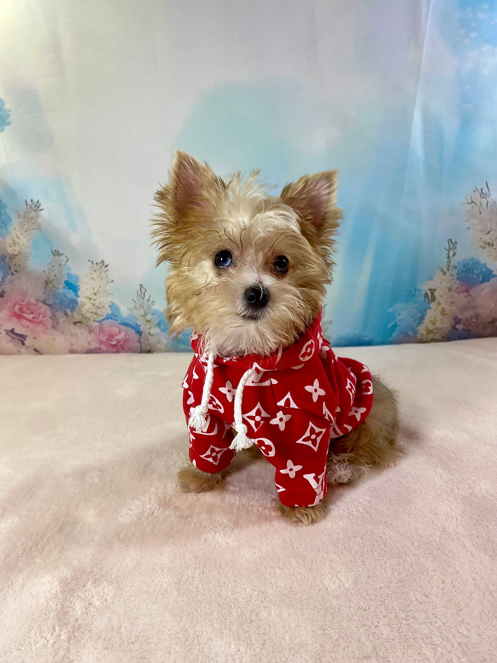 TEACUP BLONDE YORKIE MALE