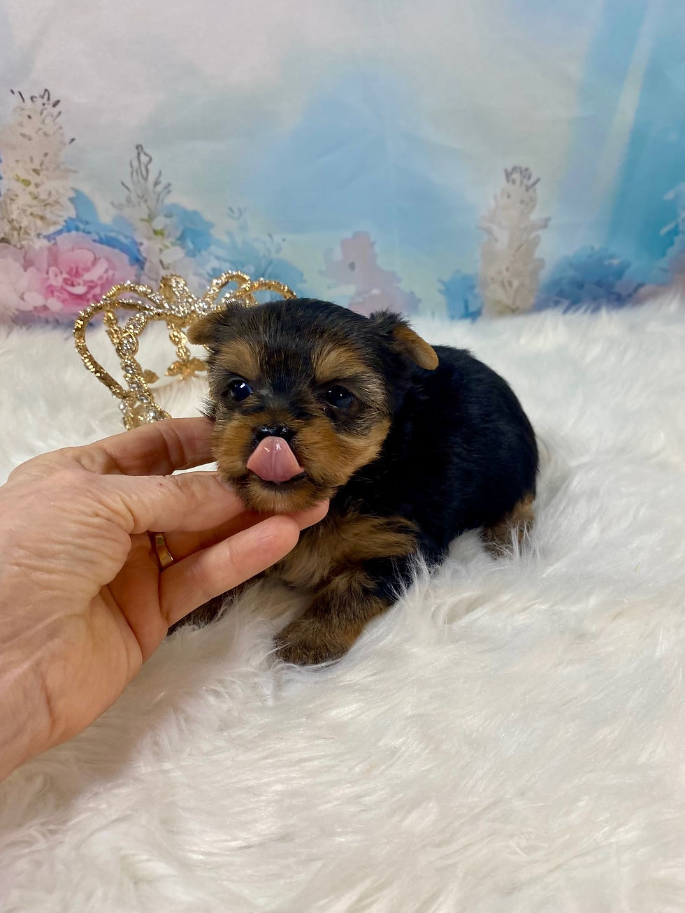 Teacup Yorkie Female