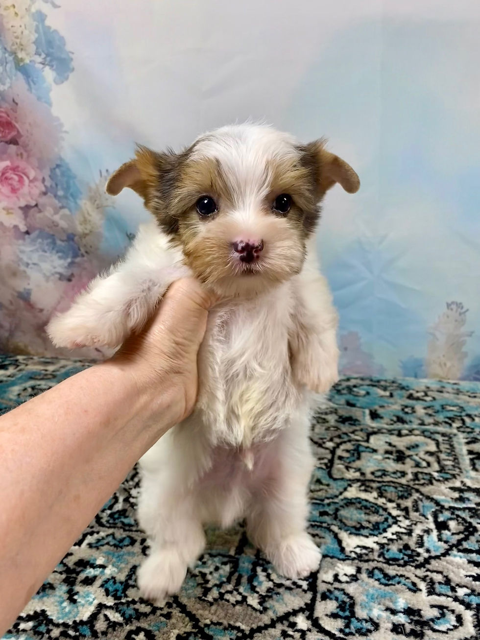 EXTREME WHITE YORKIE MALE
