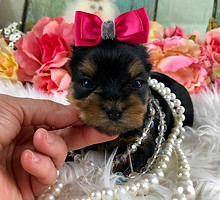 AKC Yorkshire Terrier female