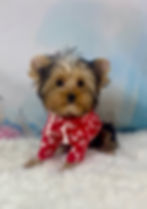TEACUP YORKIE MALE