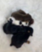 MICRO_TEACUP YORKIES