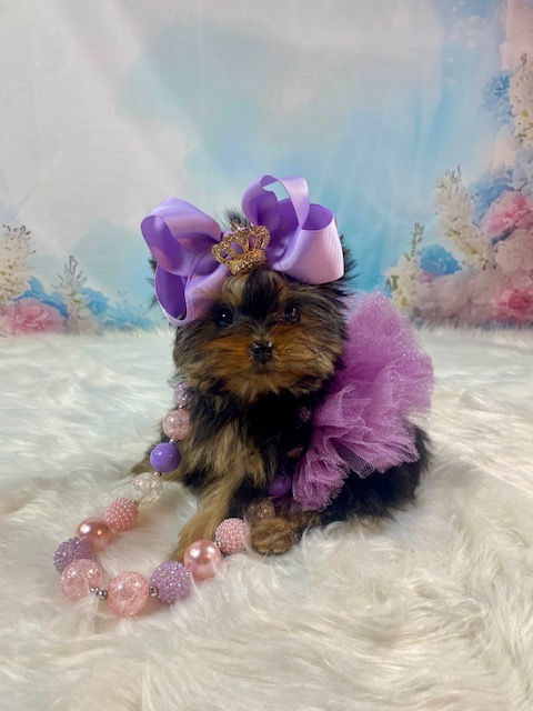 MICRO-TEACUP YORKIE FEMALE