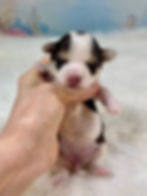 TEACUP YORKIE CHOCOLATE PARTI