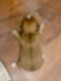Teacup Yorkie Male
