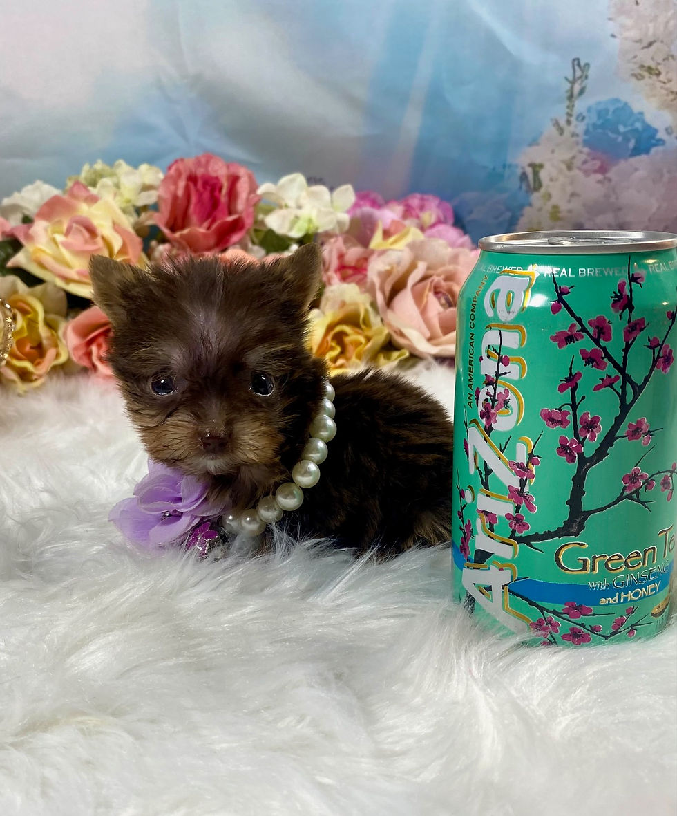Micro Chocolate Yorkie