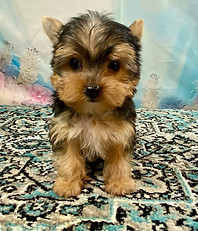 TEACUP YORKIE MALE