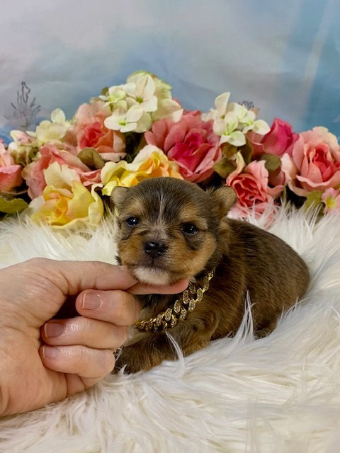 MICRO_TEACCUP GOLD SABLE MALE
