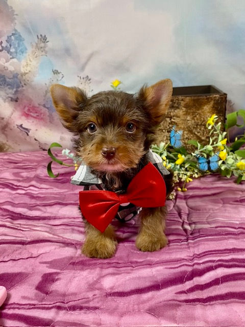 TEACUP CHOCOLATE YORKIE MALE