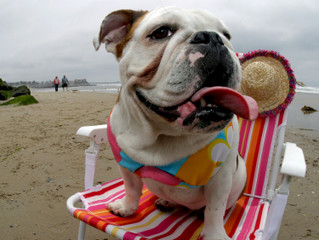Keeping Your Dog Safe in Summer Heat