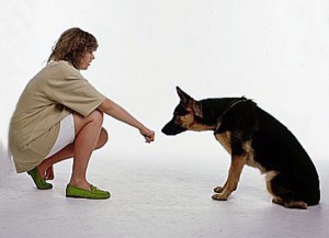 How Children Greet Dogs