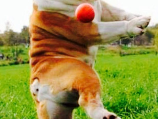 The game of fetch