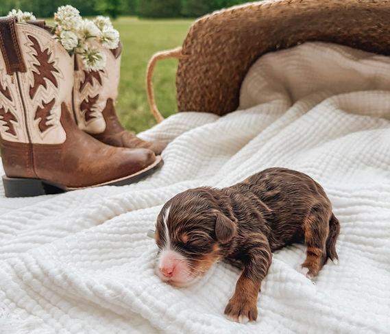 Colt 4 days old.jpg