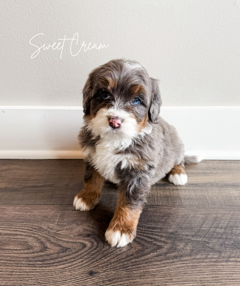 SWEET CREAM 6 WKS
