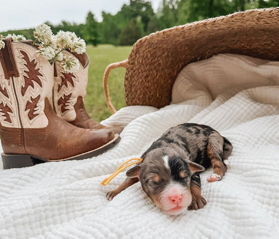 Cowboy 4 days old.jpg